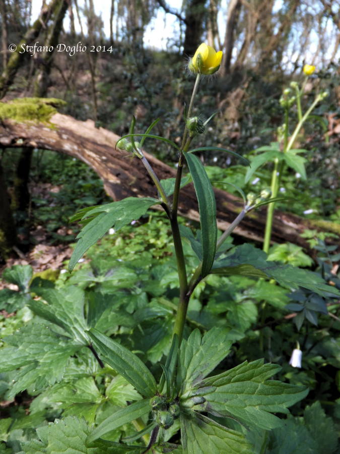 Ranunculus langinosus